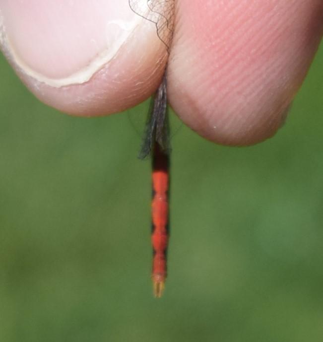 Photo of White-faced Meadowhawk