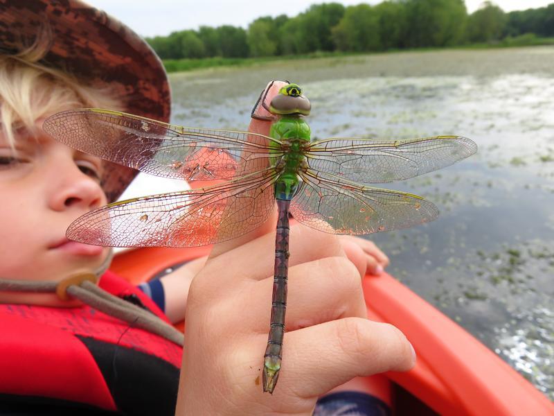 Photo of Common Green Darner