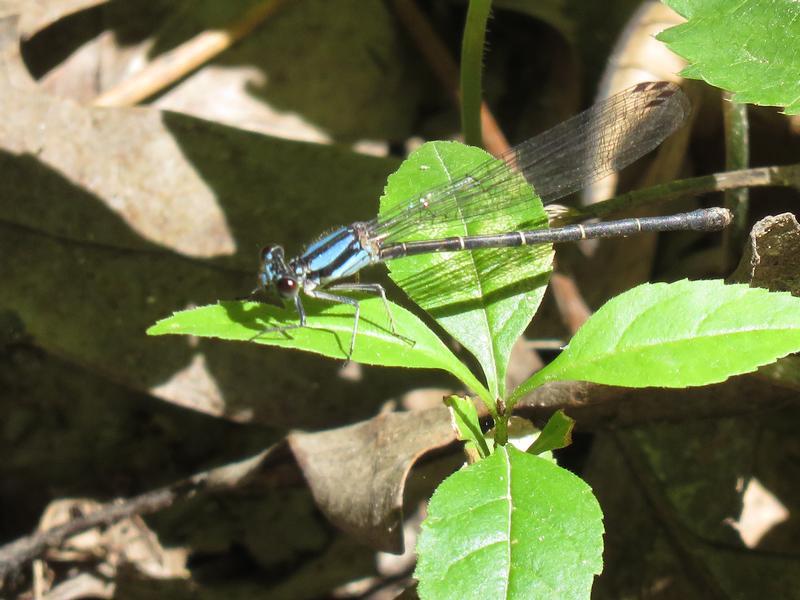 Photo of Blue-tipped Dancer