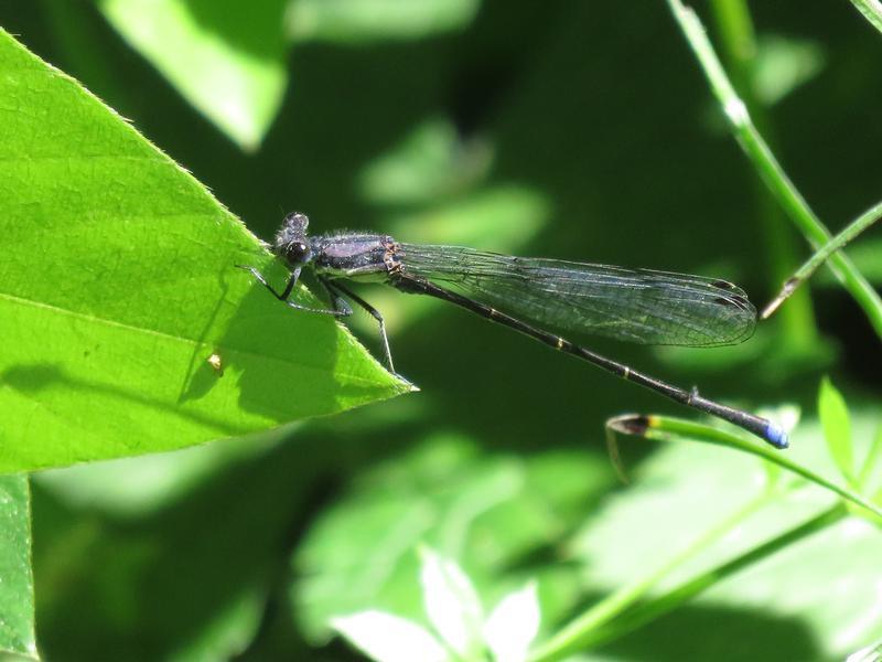 Photo of Blue-tipped Dancer