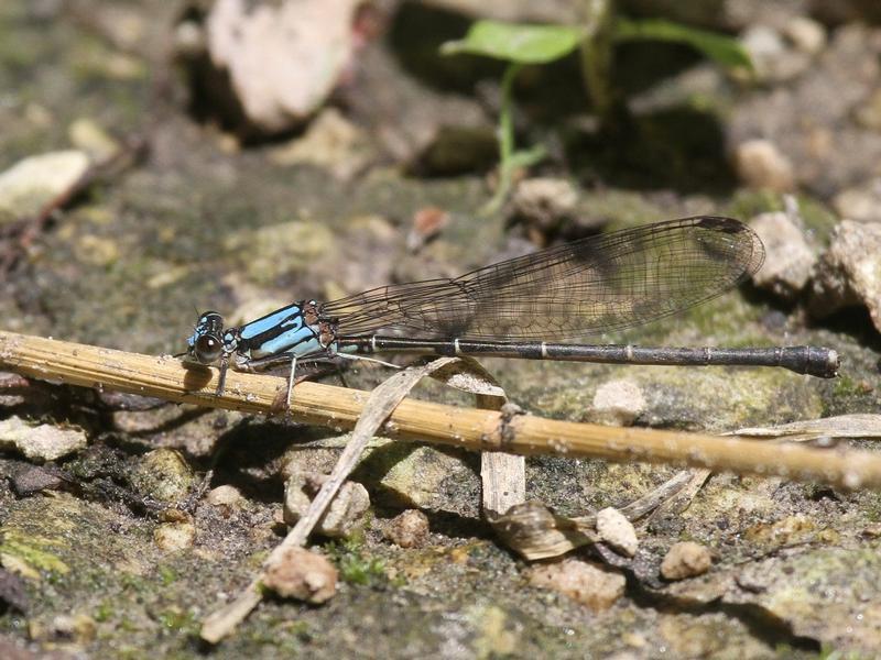 Photo of Blue-tipped Dancer