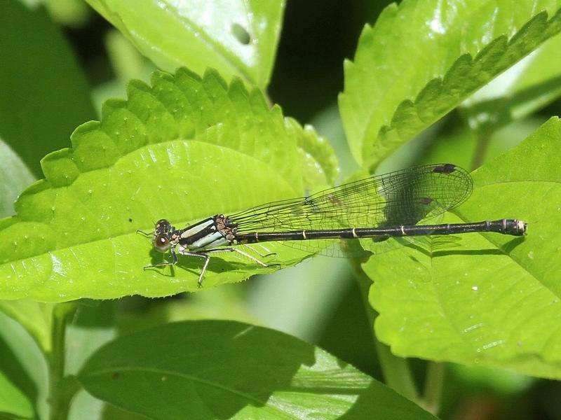 Photo of Blue-tipped Dancer