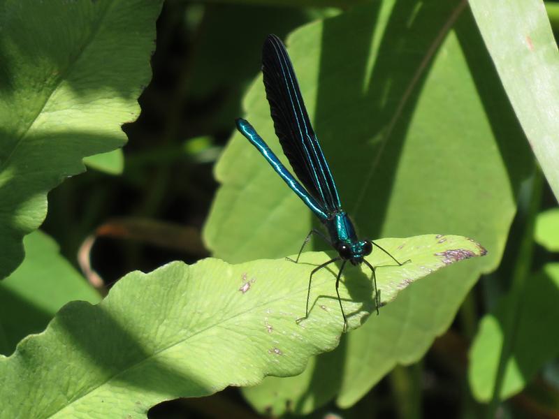 Photo of Ebony Jewelwing