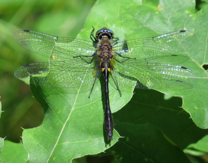 Photo of Racket-tailed Emerald