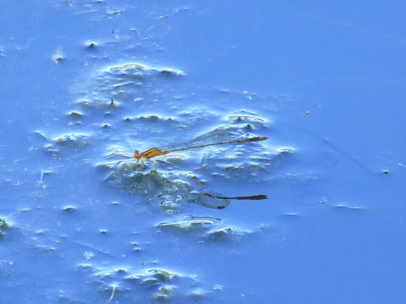 Photo of Orange Bluet