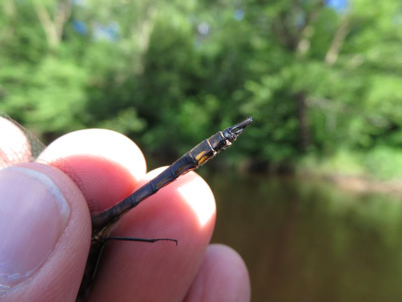 Photo of Common Baskettail