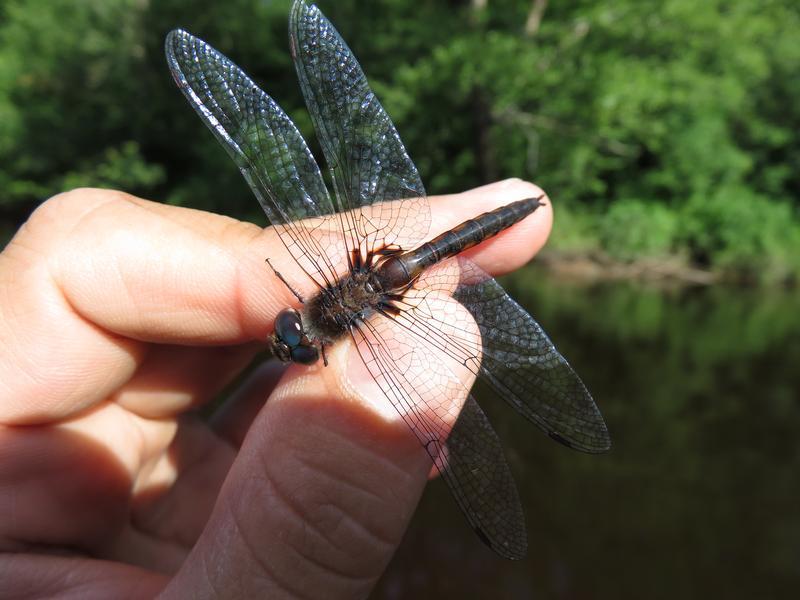 Photo of Common Baskettail