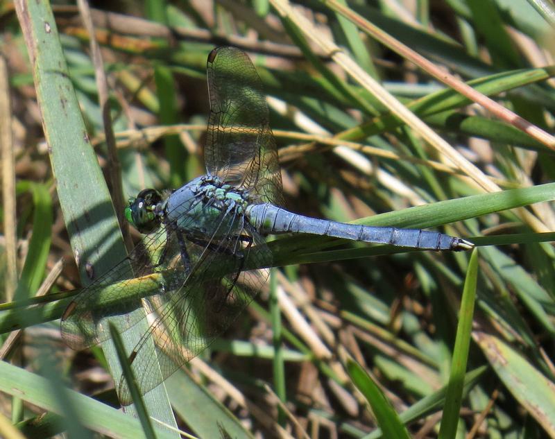 Photo of Eastern Pondhawk