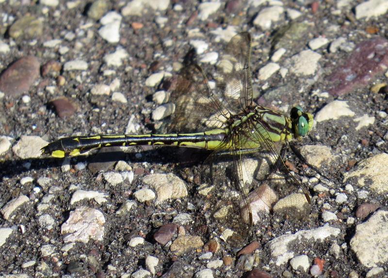 Photo of Midland Clubtail