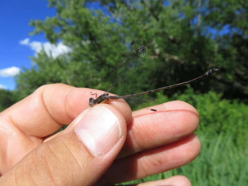 Photo of Slender Spreadwing