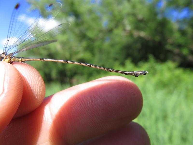 Photo of Slender Spreadwing