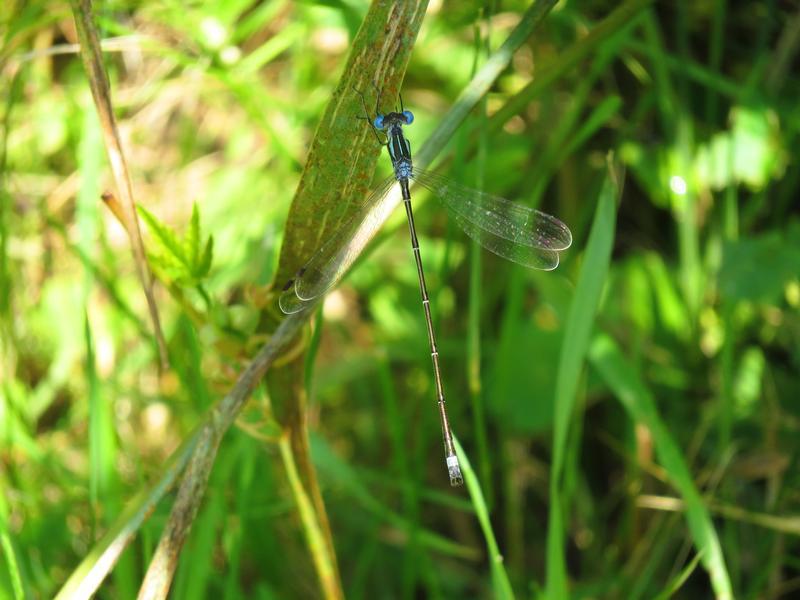 Photo of Slender Spreadwing