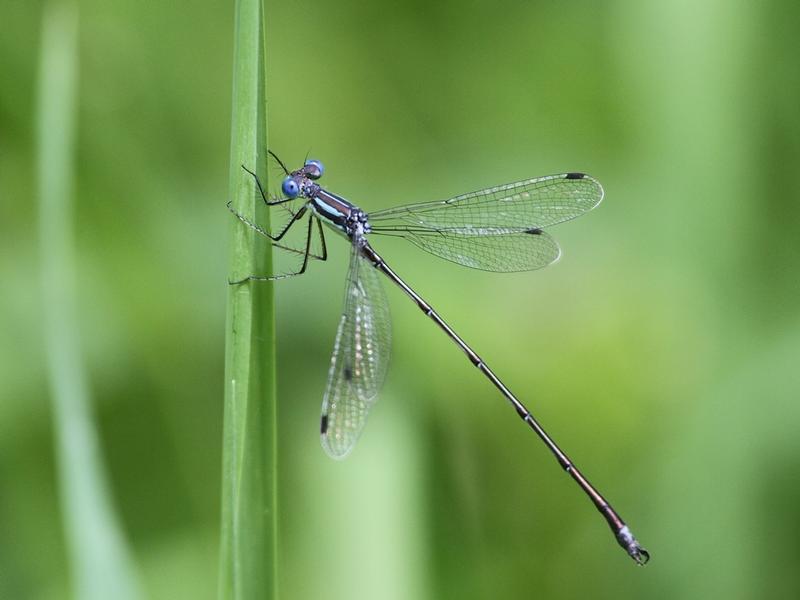 Photo of Slender Spreadwing