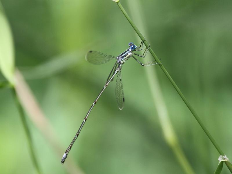 Photo of Slender Spreadwing