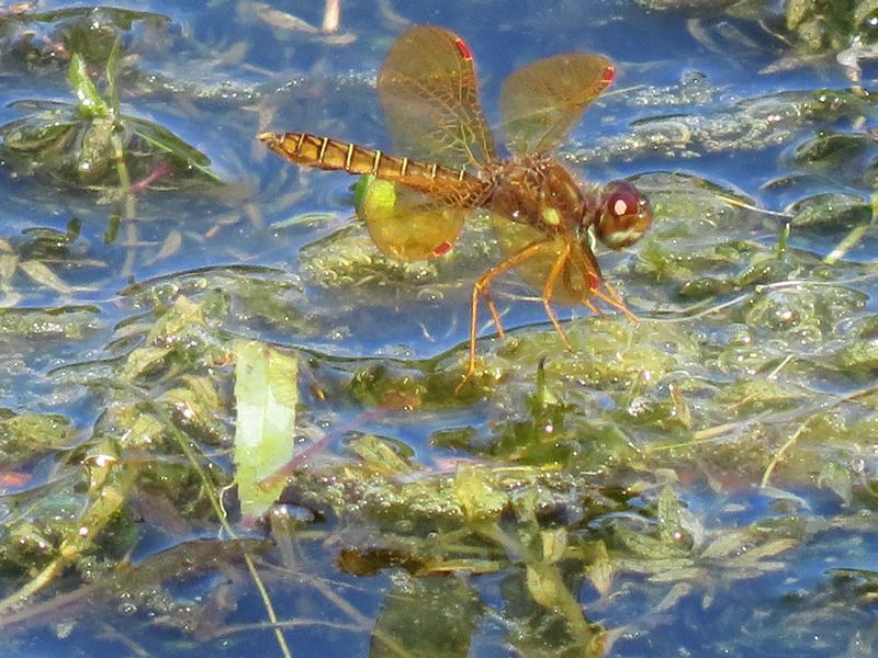 Photo of Eastern Amberwing