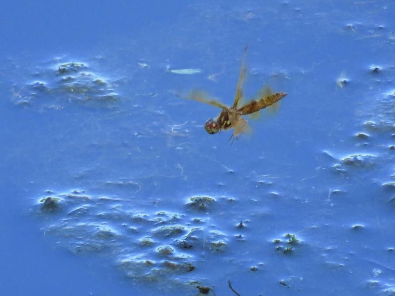 Photo of Eastern Amberwing
