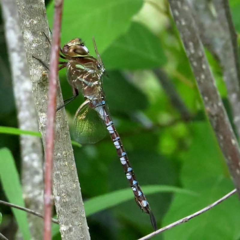 Photo of Lance-tipped Darner