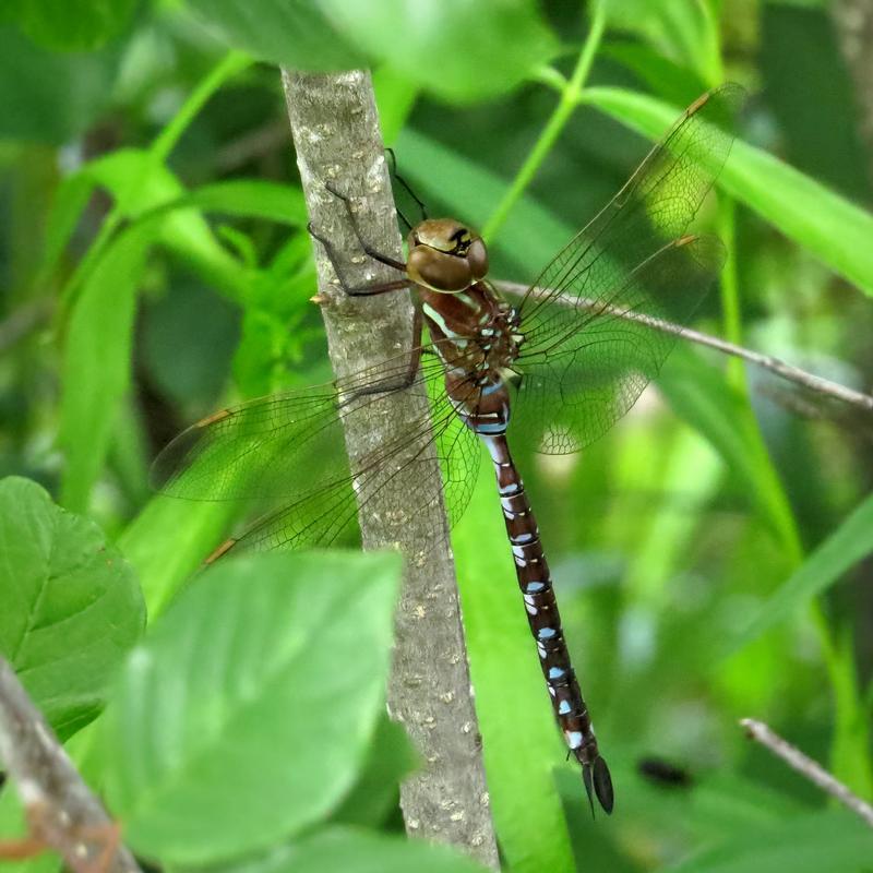 Photo of Lance-tipped Darner