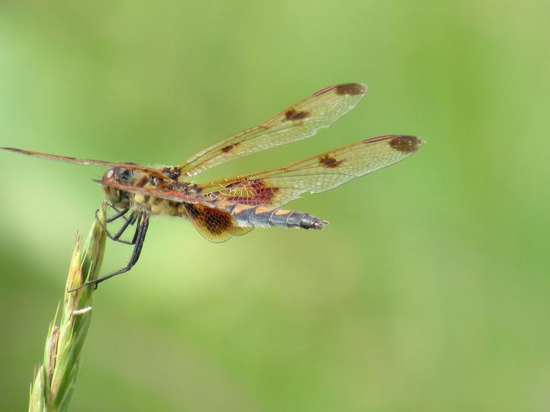 Photo of Calico Pennant