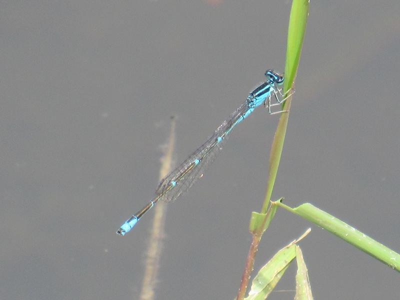 Photo of Stream Bluet