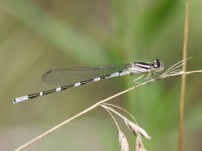 Photo of Tule Bluet