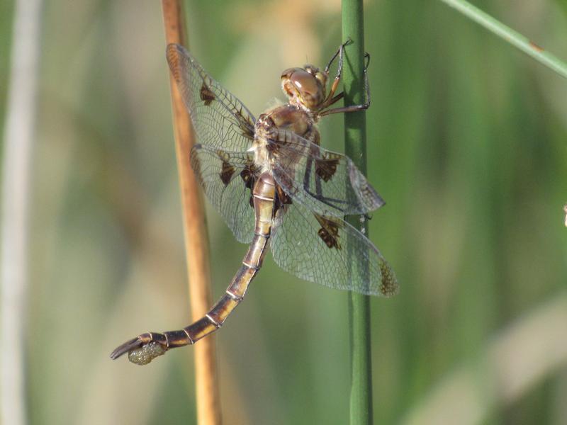 Photo of Prince Baskettail