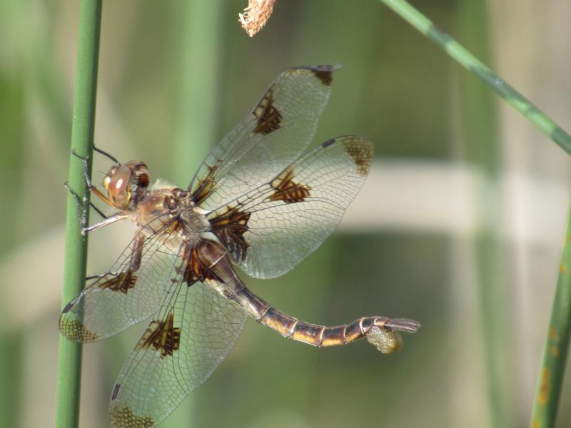 Photo of Prince Baskettail
