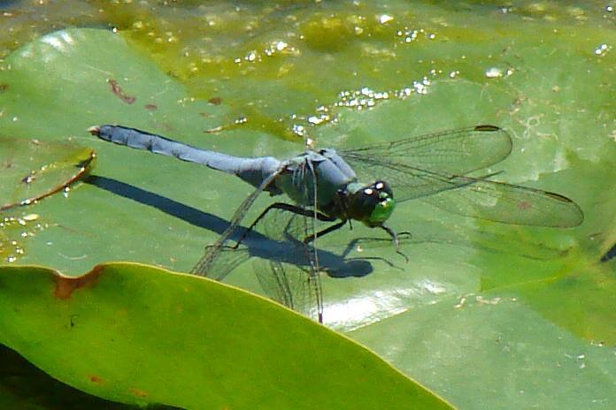 Photo of Eastern Pondhawk