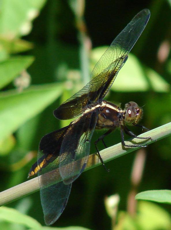 Photo of Widow Skimmer