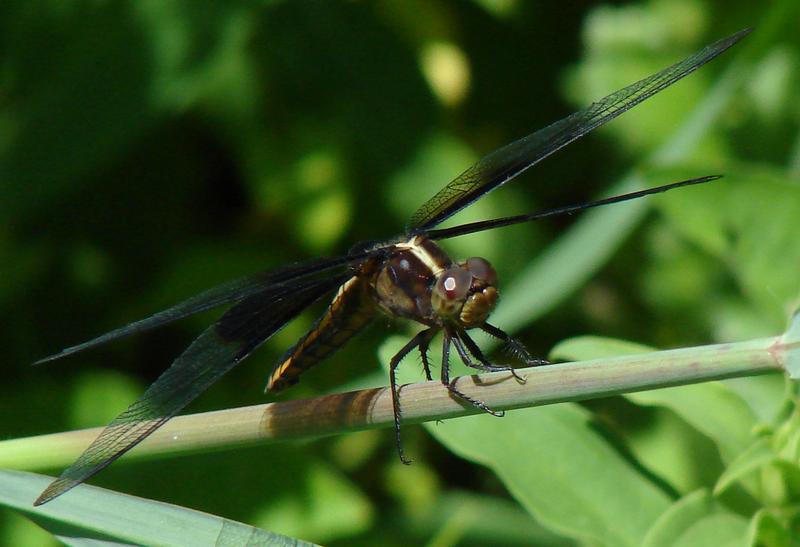 Photo of Widow Skimmer