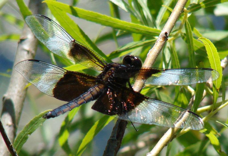 Photo of Widow Skimmer