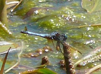 Photo of Blue Dasher