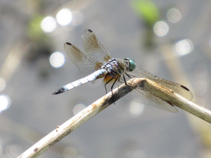 Photo of Blue Dasher