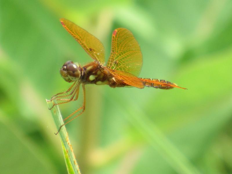 Photo of Eastern Amberwing