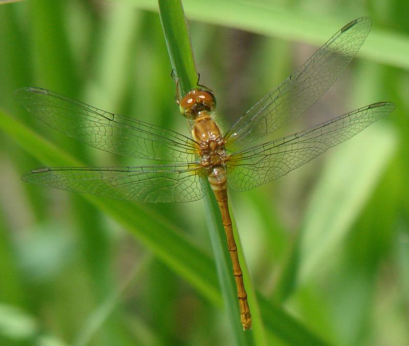 Photo of Autumn Meadowhawk