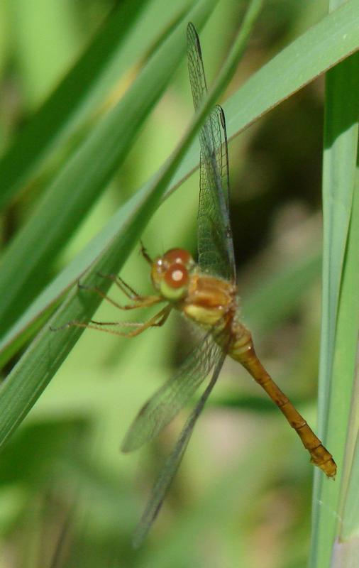 Photo of Autumn Meadowhawk