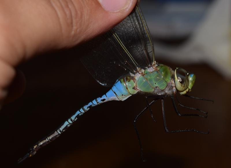 Photo of Common Green Darner