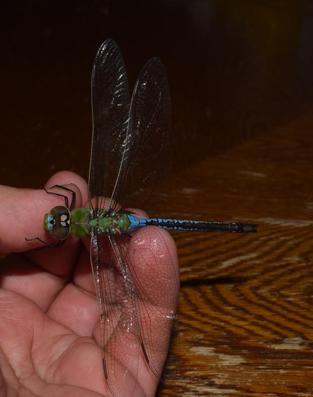 Photo of Common Green Darner