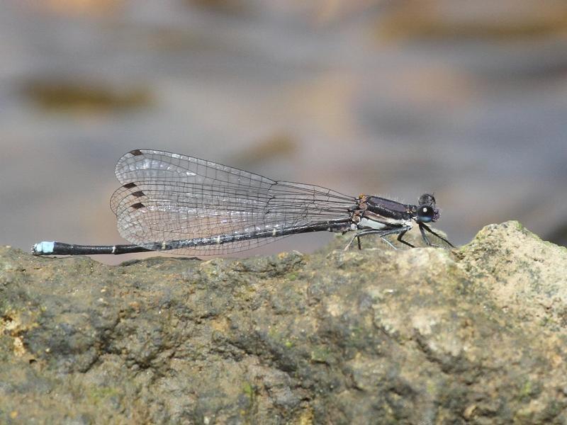 Photo of Blue-tipped Dancer