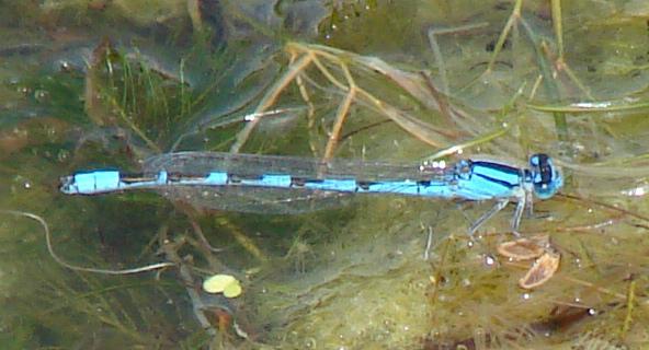 Photo of Familiar Bluet