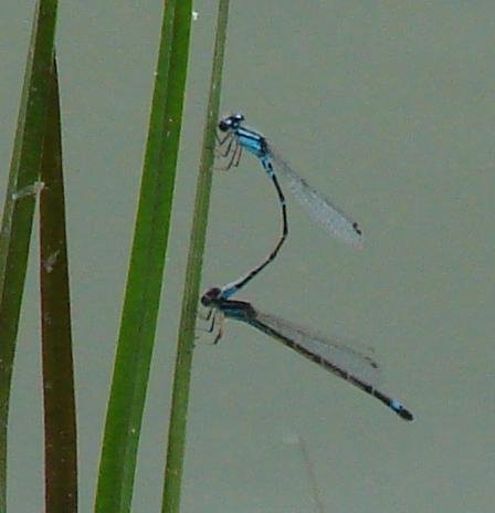 Photo of Skimming Bluet