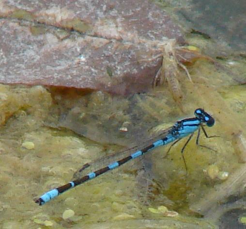 Photo of Tule Bluet