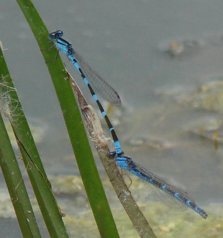 Photo of Tule Bluet