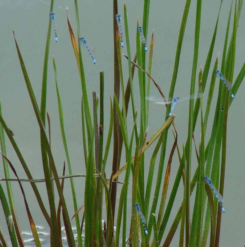 Photo of Tule Bluet