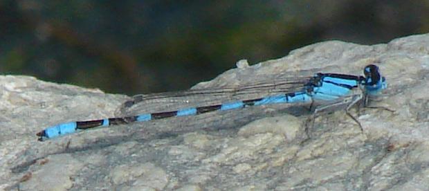 Photo of Tule Bluet