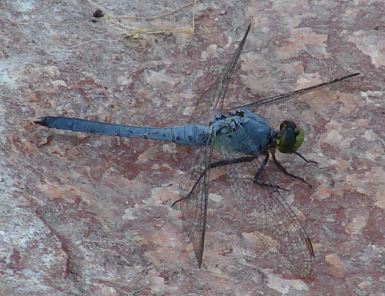 Photo of Eastern Pondhawk