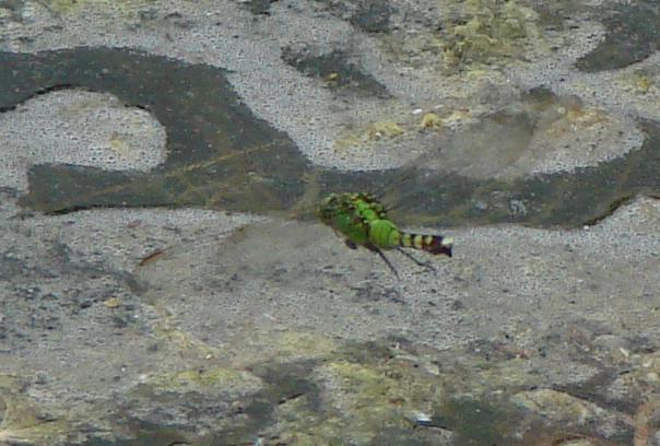 Photo of Eastern Pondhawk