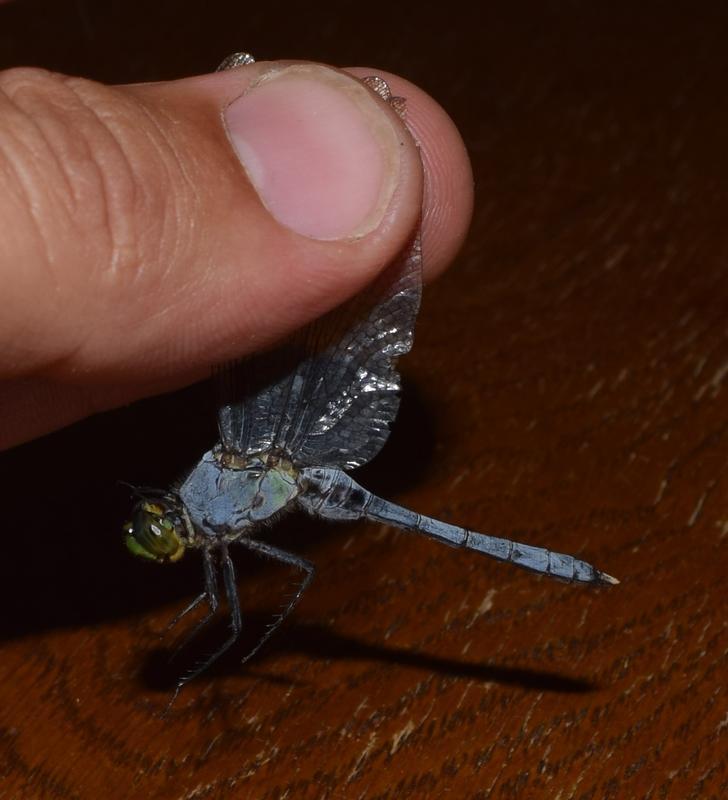 Photo of Eastern Pondhawk