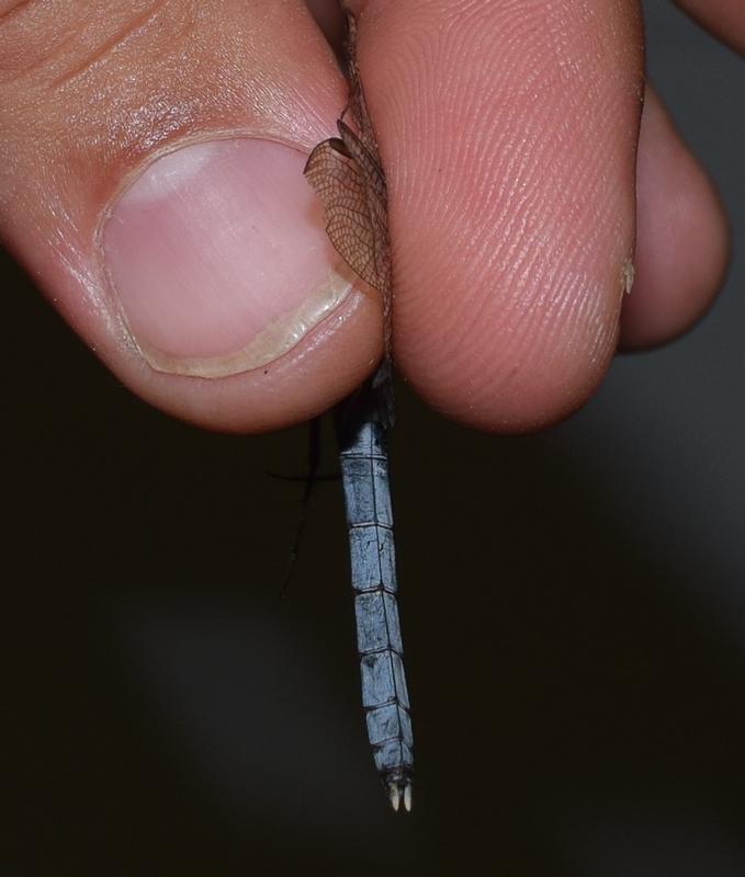 Photo of Eastern Pondhawk