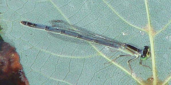 Photo of Eastern Forktail